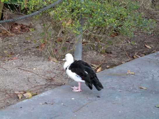 Raja Shelduck (Tadorna radjah) Zoo Miami by Lee