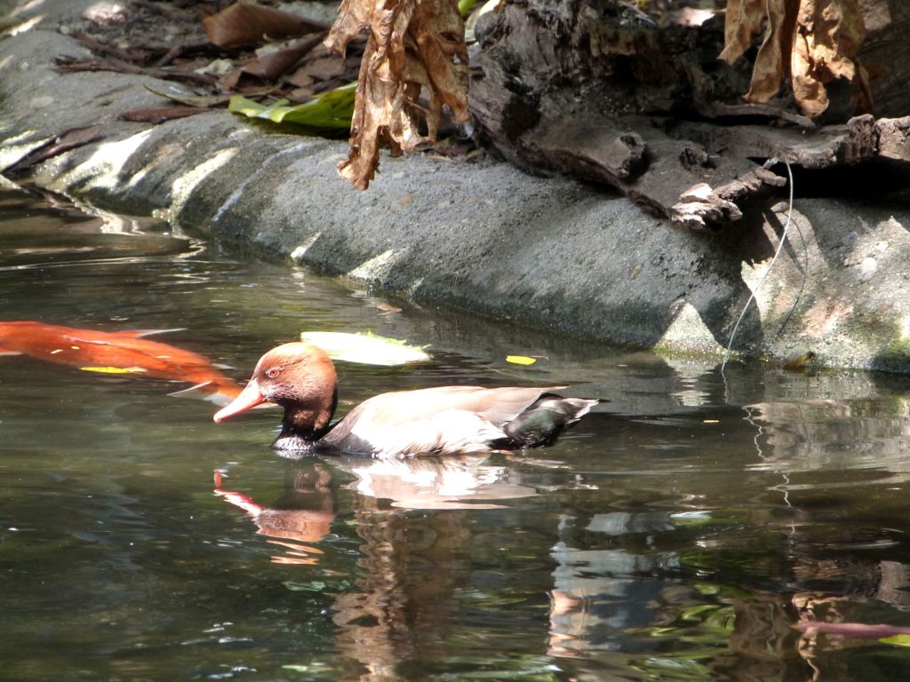 Red-crested Pochard (Netta rufina) Zoo Miami by Lee