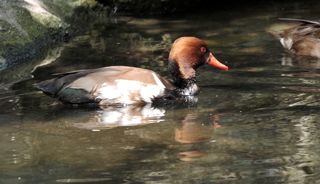 Red-crested Pochard (Netta rufina) by Dan at Zoo Miami