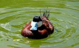 Lee’s Six Word Saturday –&nbsp;6/17/17