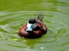 Ruddy Duck (Oxyura jamaicensis) Zoo Miami by Lee