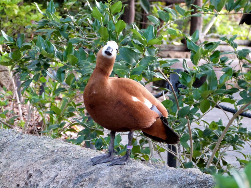 Ruddy Shelduck (Tadorna ferruginea) Zoo Miami by Lee
