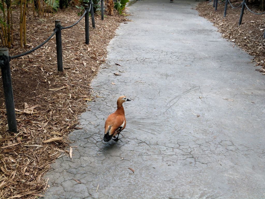 Ruddy Shelduck (Tadorna ferruginea) Zoo Miami by Lee Ruddy Shelduck (Tadorna ferruginea) Zoo Miami by Lee