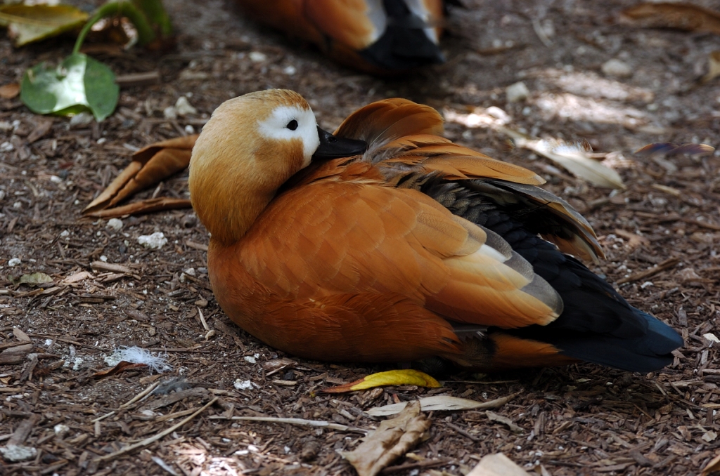 Ruddy Shelduck (Tadorna ferruginea) by Dan at Zoo Miami