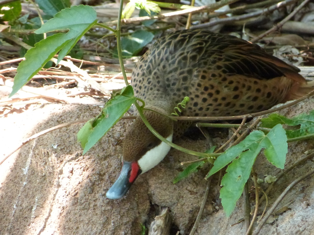 White-cheeked Pintail (Anas bahamensis) Amazon and Beyond Zoo Miami by Lee