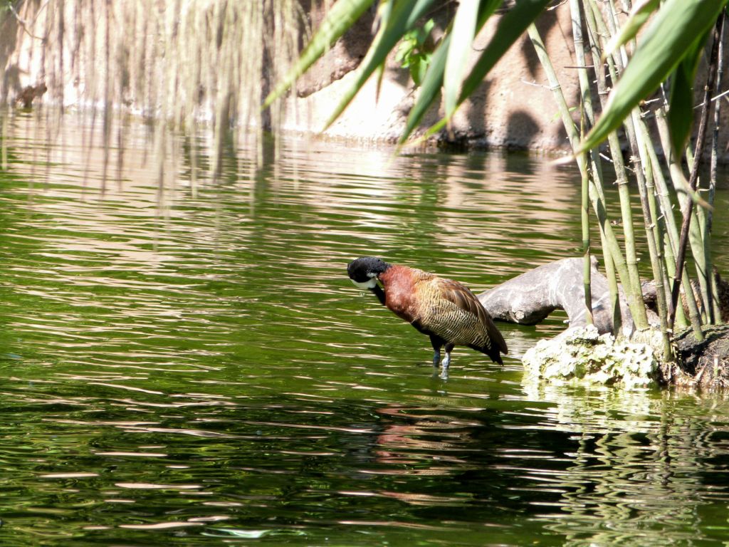 White-faced Whistling Duck (Dendrocygna viduata) Amazon and Beyond Zoo Miami by Lee