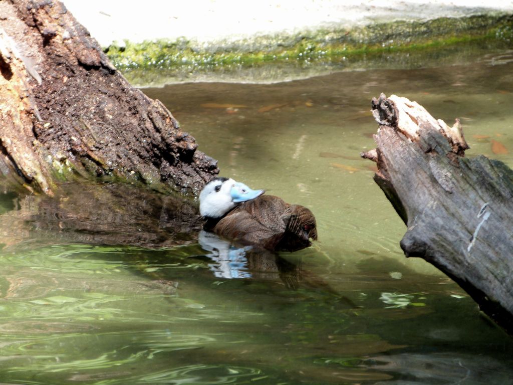 White-headed Duck (Oxyura leucocephala) Zoo Miami by Lee