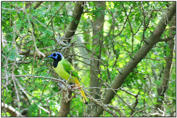 Green Jay (Cyanocorax luxuosus) by Daves BirdingPix