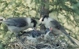 I.O.C. World Bird List Version 8.2 –&nbsp;Updated