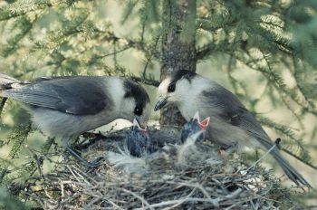 Grey Jay (Perisoreus canadensis) Feeding at Nest ©WikiC