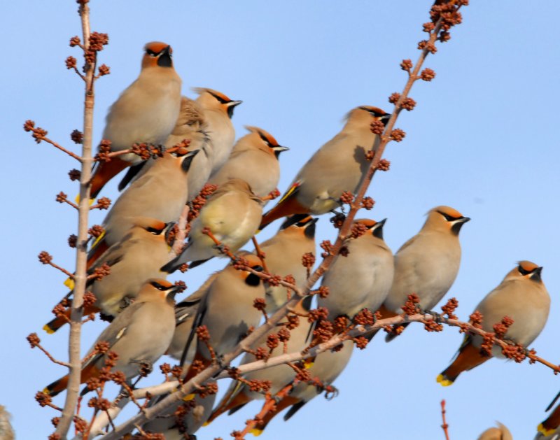 Bohemian Waxwing (Bombycilla garrulus) © by Paul Higgins