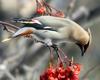 Bohemian Waxwing (Bombycilla garrulus) ©WikiC