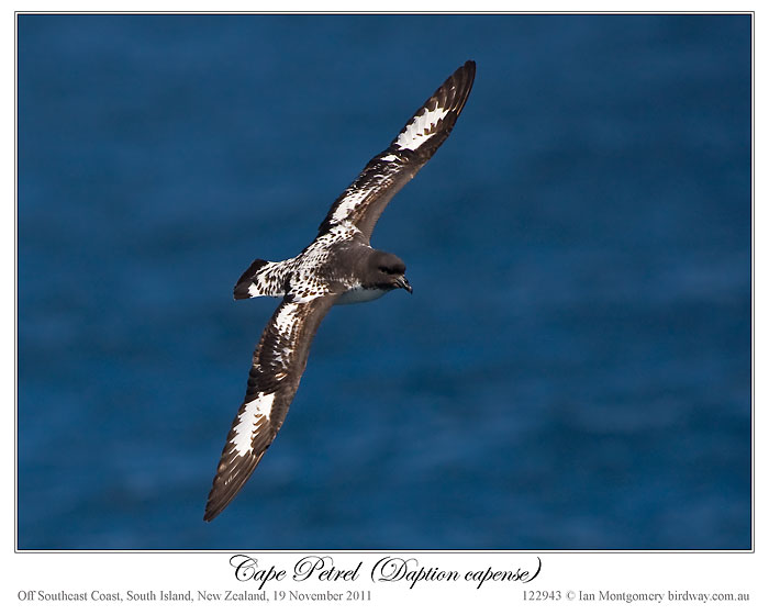 Cape Petrel (Daption capense) by Ian 1
