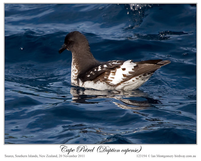 Cape Petrel (Daption capense) by Ian 3
