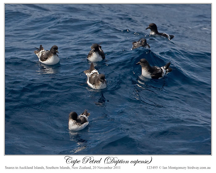 Cape Petrel (Daption capense) by Ian 4