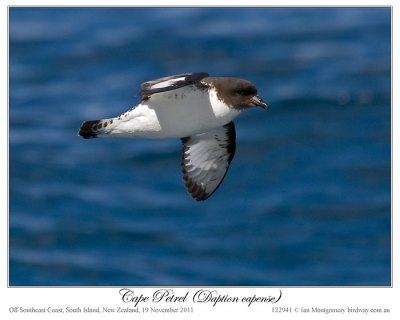 Cape Petrel (Daption capense) by Ian 5