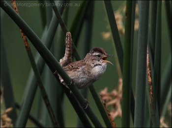 Marsh Wren (Cistothorus palustris) by Ian
