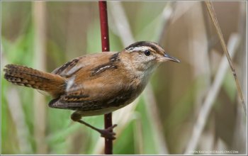 Marsh Wren (Cistothorus palustris) by Ray