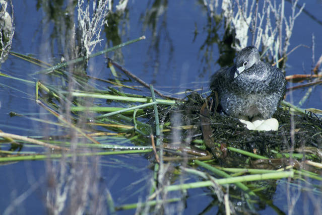 Pied-billed Grebe (Podilymbus podiceps) nest ©USFWS