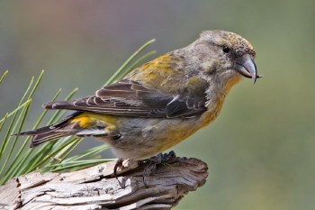 Red Crossbill (Loxia curvirostra) Female ©WikiC