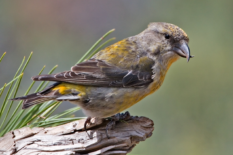 Red Crossbill (Loxia curvirostra) Female ©WikiC