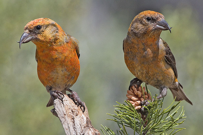 Red Crossbill (Loxia curvirostra) WikiC