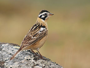 Smith's Longspur (Calcarius pictus) USFWS