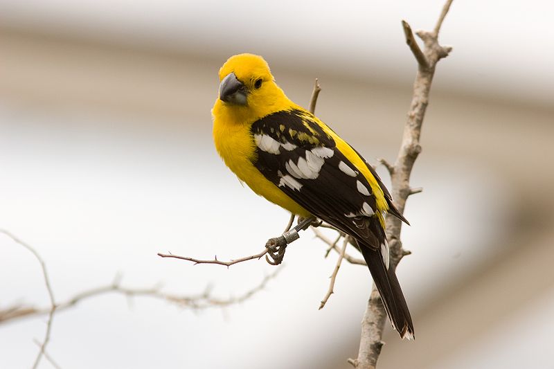 Mexican Yellow Grosbeak (Pheucticus chrysopeplus) ©WikiC
