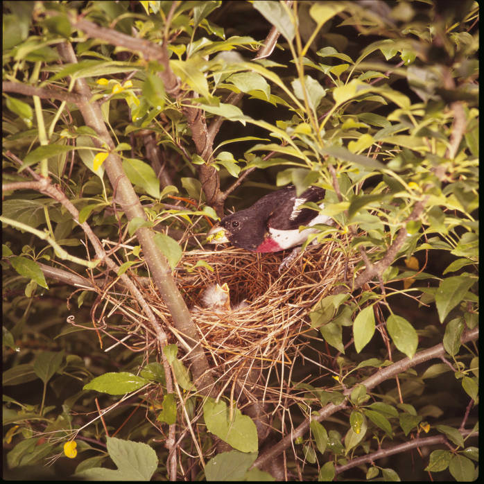 Rose-breasted Grosbeak (Pheucticus ludovicianus) at nest ©USFWS
