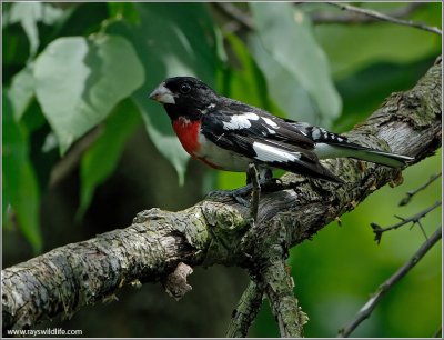 Rose-breasted Grosbeak (Pheucticus ludovicianus) by Raymond Barlow