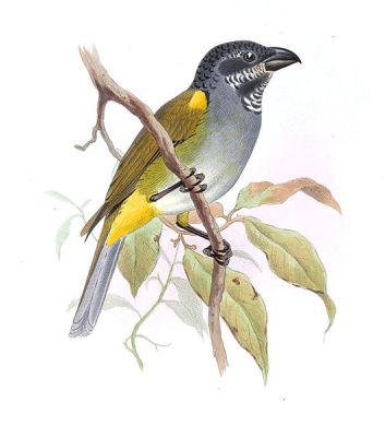 Yellow-shouldered Grosbeak (Parkerthraustes humeralis) Drawing ©WikiC