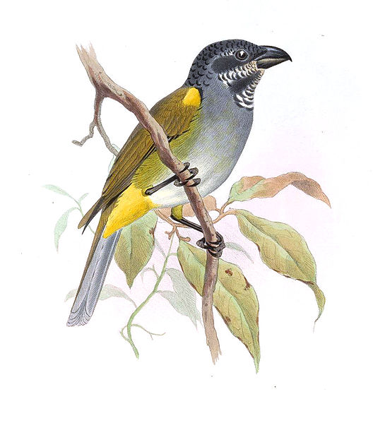 Yellow-shouldered Grosbeak (Parkerthraustes humeralis) Drawing ©WikiC