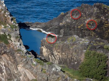 Grey Noddy (Procelsterna albivitta) by Ian 1