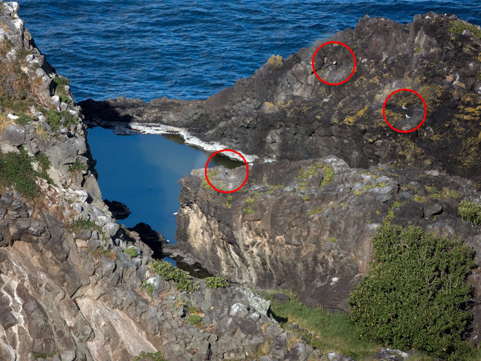 Grey Noddy (Procelsterna albivitta) by Ian 1