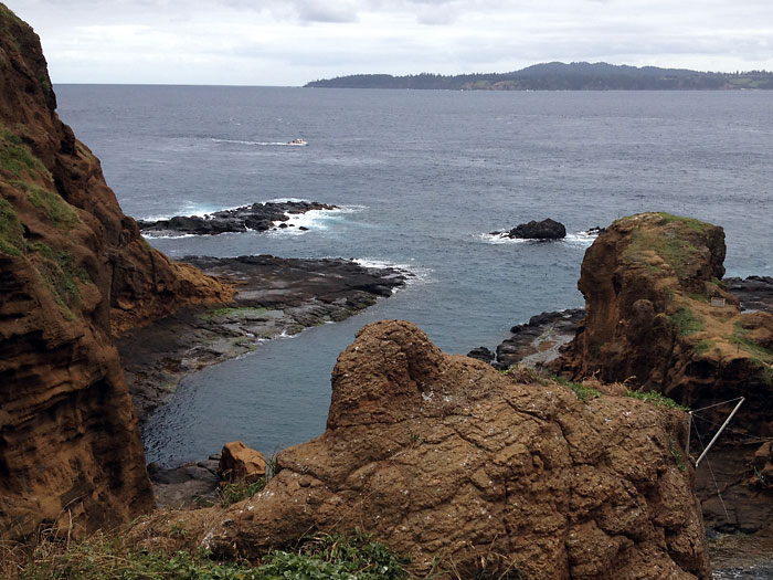 Grey Noddy (Procelsterna albivitta) by Ian 2