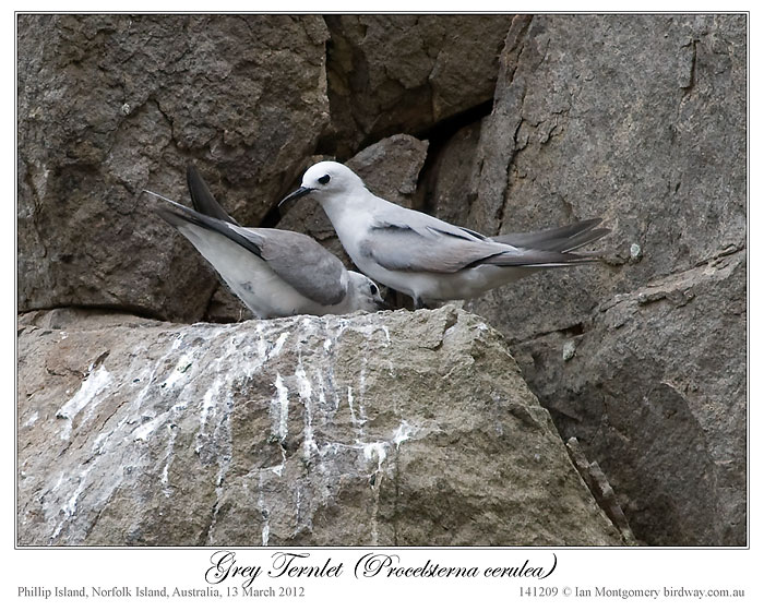 Grey Noddy (Procelsterna albivitta) by Ian 3