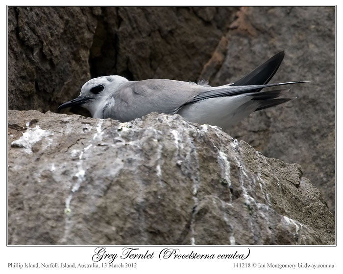 Grey Noddy (Procelsterna albivitta) by Ian 4