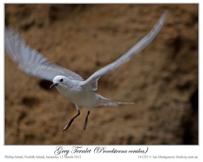 Grey Noddy (Procelsterna albivitta) by Ian 5