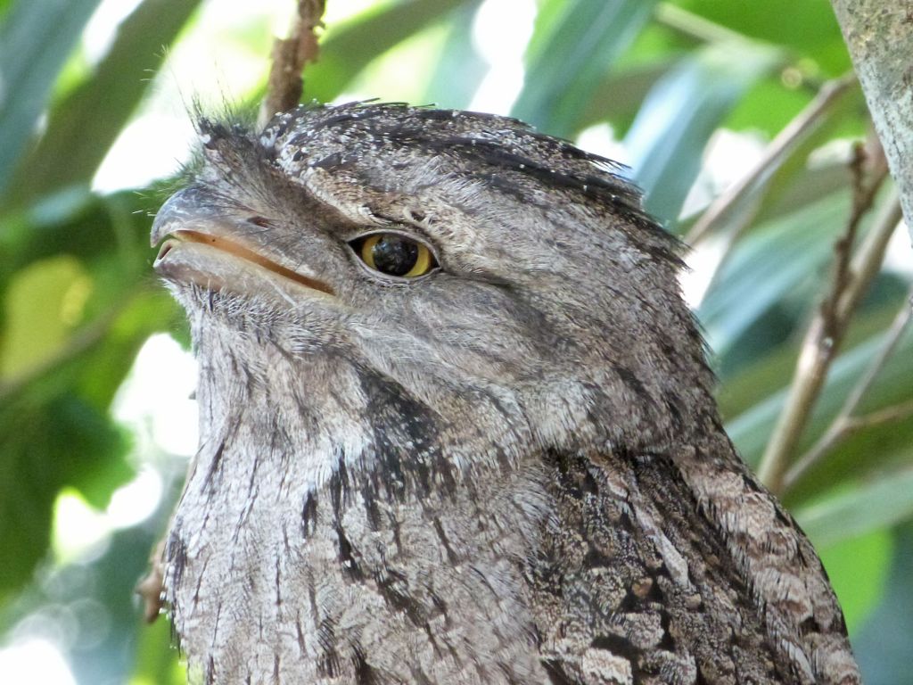 Tawny Frogmouth (Podargus strigoides) at Zoo Atlanta