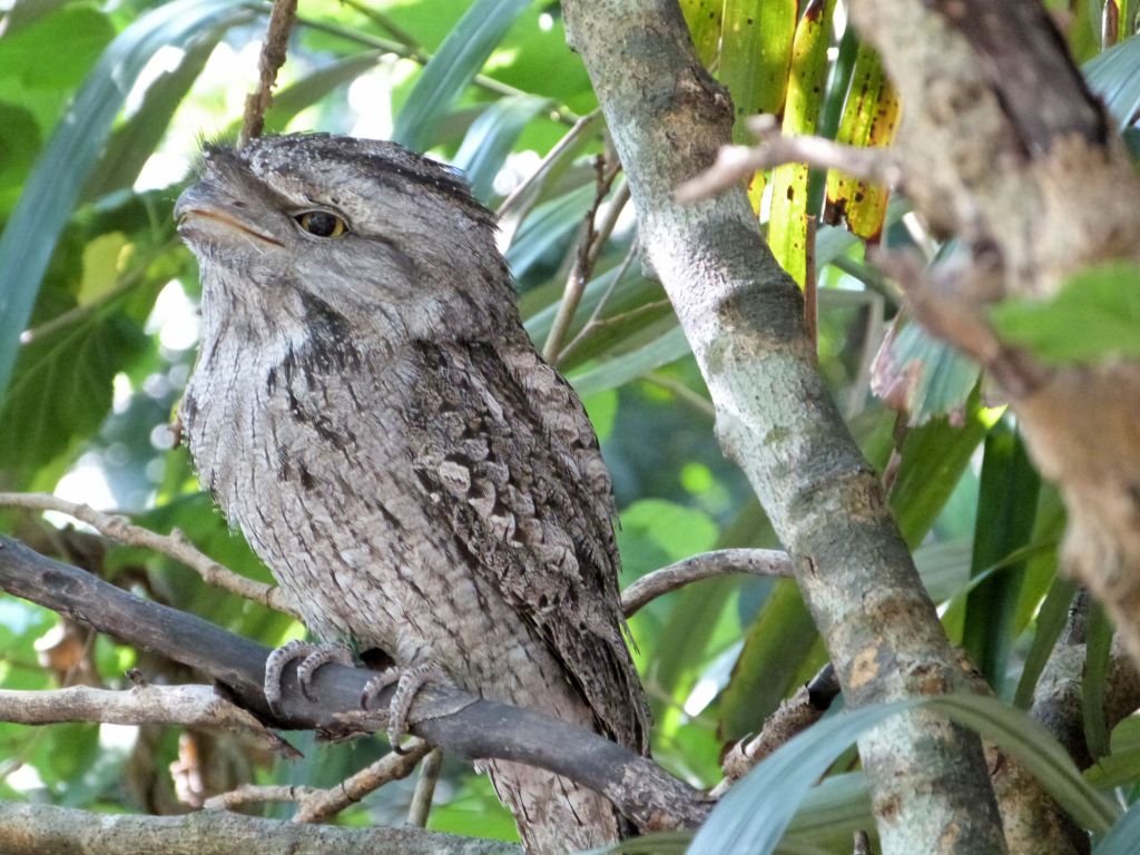 Tawny Frogmouth (Podargus strigoides) at Wings of Asia
