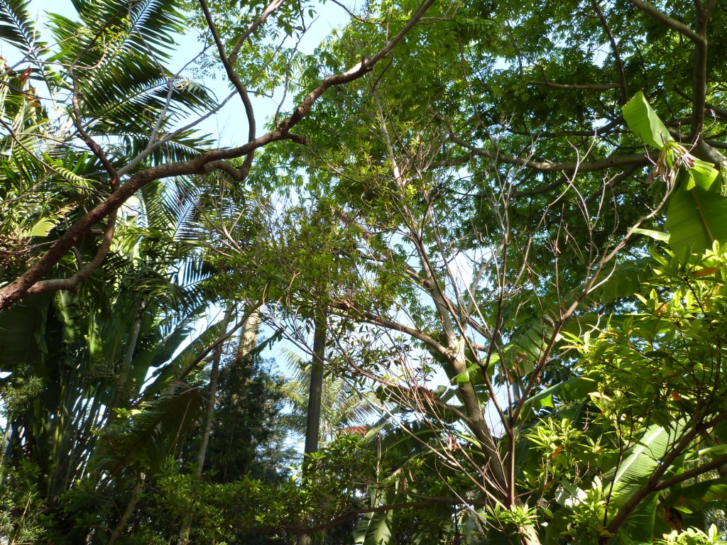 Tawny Frogmouth (Podargus strigoides) by Lee