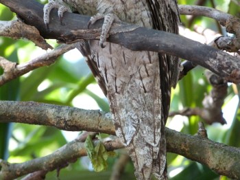Tawny Frogmouth (Podargus strigoides) Tail