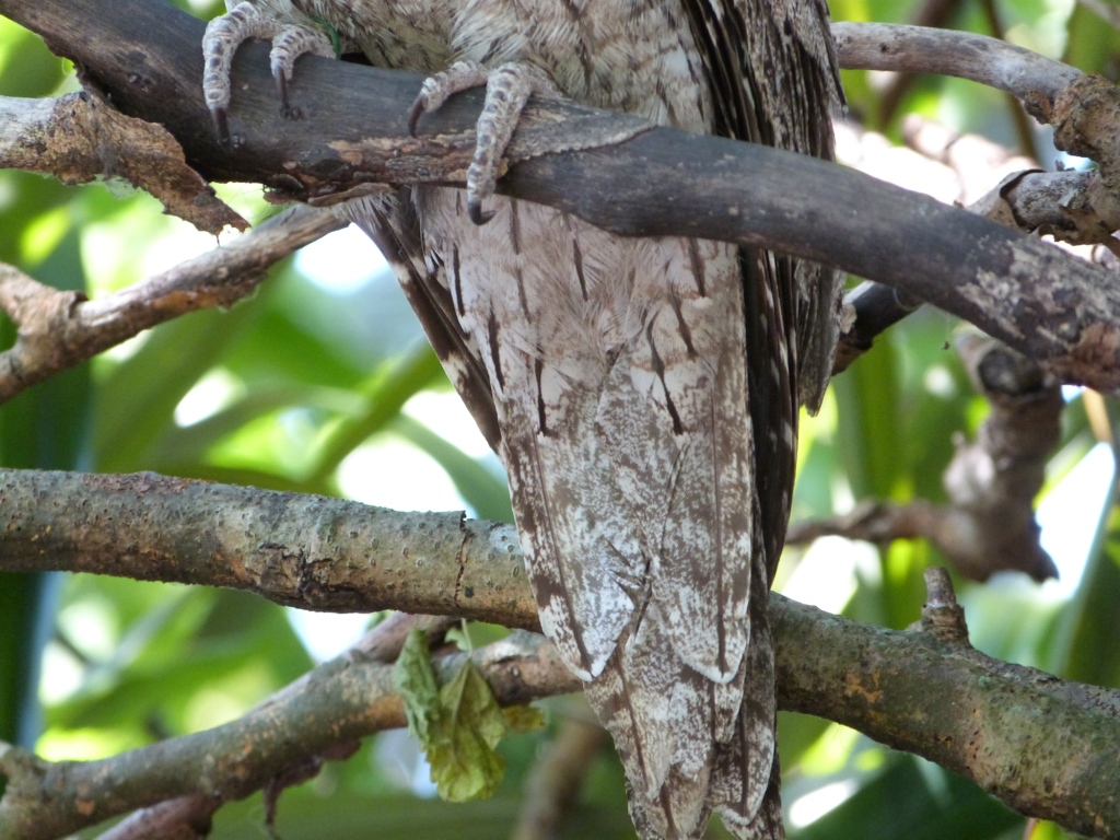 Tawny Frogmouth (Podargus strigoides) Tail