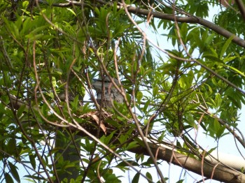 Tawny Frogmouth (Podargus strigoides) by Lee at Wings of Asia