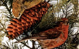 Birds Vol 1 #4 – The American Cross Bill and&nbsp;Legend