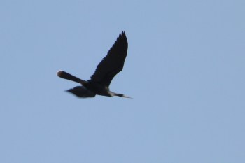 Anhinga Flying Over Soccer Fields