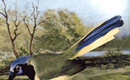 Birds Vol 1 #4 – The Arizona Green&nbsp;Jay