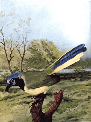 Arizona Jay -Chicago Colortype Co - For Birds Illustrated by Color Photography, 1897 (Green Jay) Arizona Jay -Chicago Colortype Co - For Birds Illustrated by Color Photography, 1897 (Green Jay)