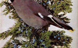 Birds Vol 1 #4 – The Bohemian&nbsp;Wax-Wing