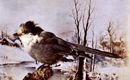 Birds Vol 1 #4 – The Canada Jay&nbsp;(Grey)